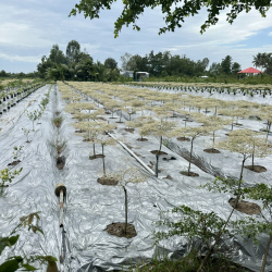 CUNG CẤP CÂY TRỒNG TRÌNH LONG AN