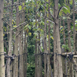 CUNG ẤP CÂY GIỐNG, CÂY CÔNG TRÌNH TP TÂN AN, LONG AN