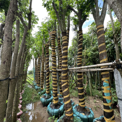 CHUYÊN CUNG CẤP CÂY XANH LONG AN