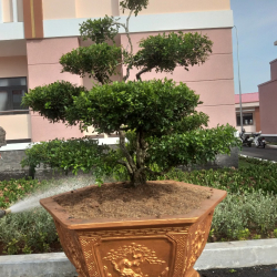 TRỒNG, CHĂM SÓC, BẢO DƯỠNG CÂY XANH