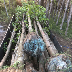 CUNG CẤP CÂY CÔNG TRÌNH