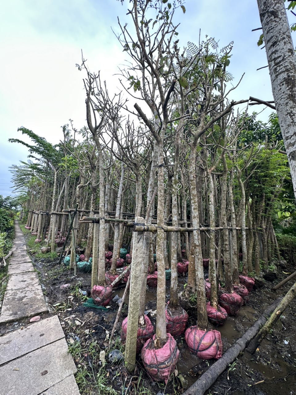 Cung cấp cây xanh công trình - Phước Thành Vinh