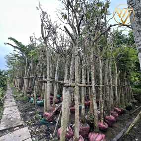 CÂY BẰNG LĂNG