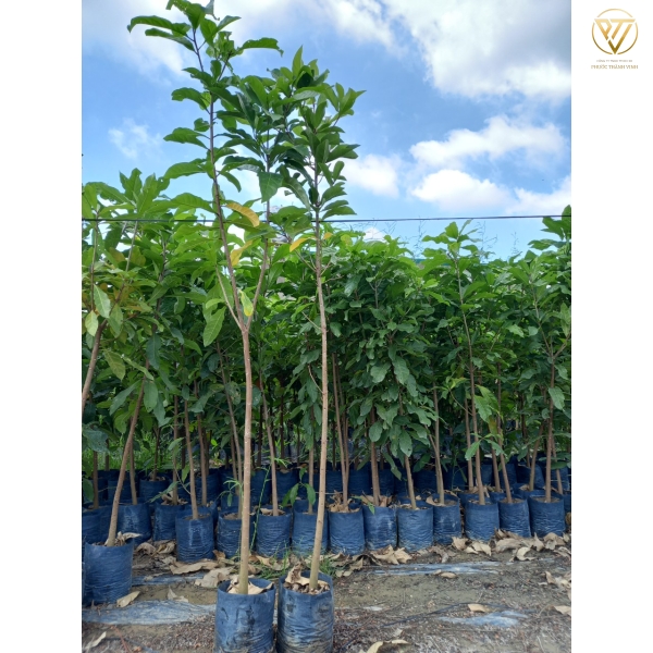 CÂY LỘC VỪNG GIỐNG