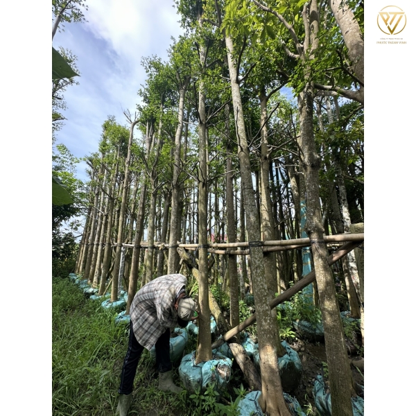 CÂY BÀNG ĐÀI LOAN